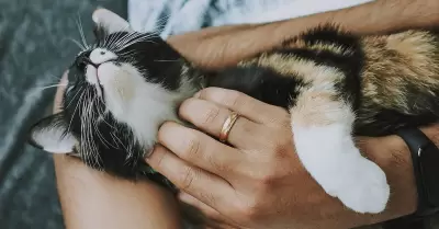 Buena alimentaci�n mejora salud, �nimo y v�nculo entre due�o y mascota.