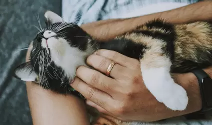 Buena alimentaci�n mejora salud, �nimo y v�nculo entre due�o y mascota.