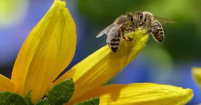Abejas, ap�cola