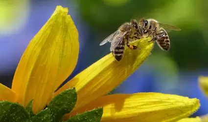 Abejas, ap�cola