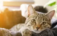 �Por qu� te "amasan" los gatos?