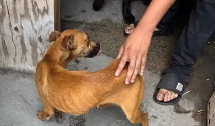 Rescate de perros