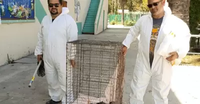 Rescatan a cuatro zorrillos en la Preparatoria L�zaro C�rdenas