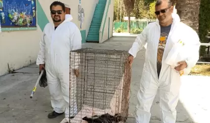 Rescatan a cuatro zorrillos en la Preparatoria L�zaro C�rdenas