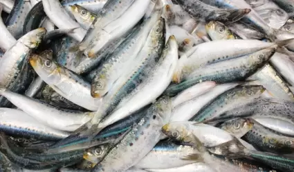 Sardina