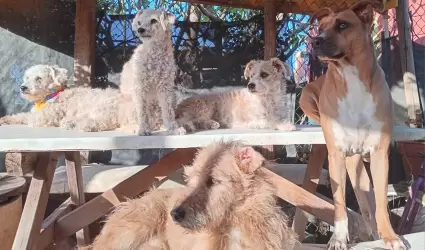 Perros callejeros