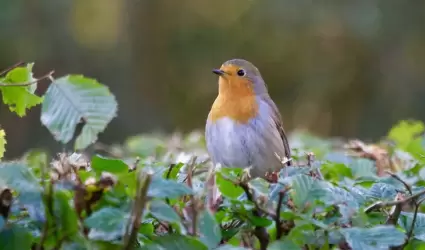 Vida silvestre