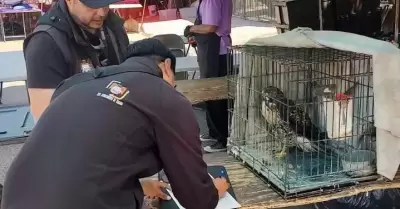 Comercializadas de manera ilegal