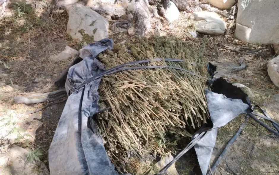 Erradican cinco plant�os de marihuana en Baja California