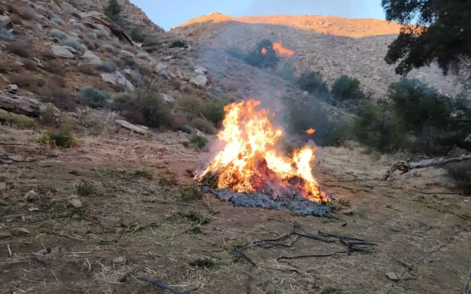 Erradican cinco plant�os de marihuana en Baja California