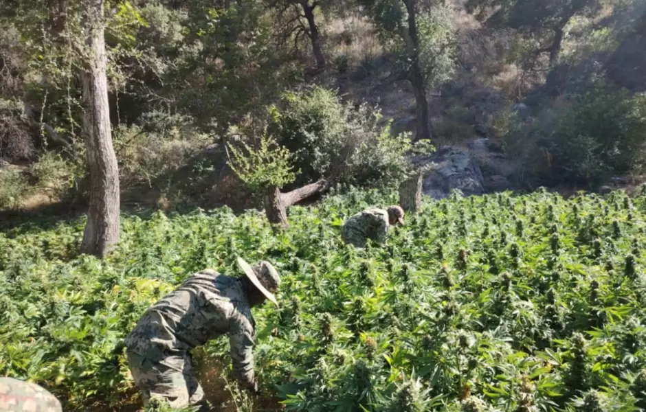 Erradican cinco plant�os de marihuana en Baja California