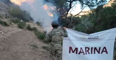 Erradican cinco plant�os de marihuana en Baja California