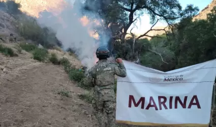 Erradican cinco plant�os de marihuana en Baja California