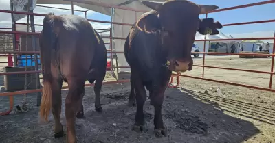 Expo Agro San Quint�n 2025