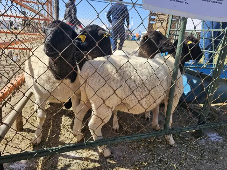 Expo Agro San Quint�n 2025