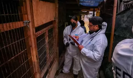 300 perros en situaci�n de riesgo en Ensenada