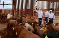Sonora reanuda exportaci�n de ganado a Estados Unidos