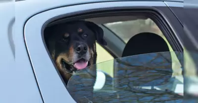perro