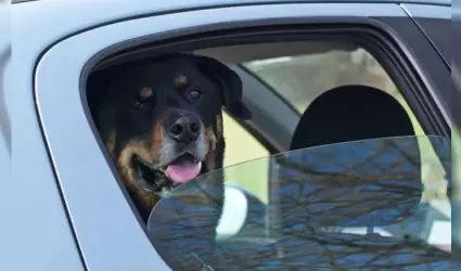 perro