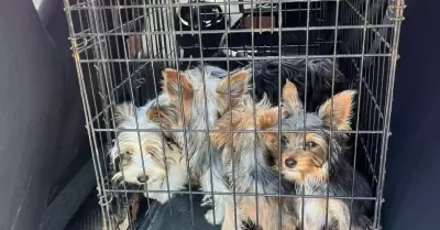 Rescatan caninos que eran comercializados en mercado sobre ruedas