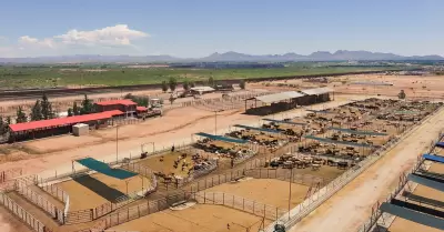 Ganado de exportaci�n en frontera con EEUU