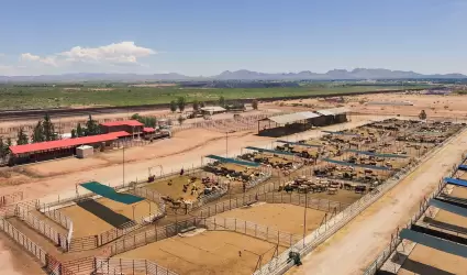 Ganado de exportaci�n en frontera con EEUU