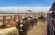 Sader enfrenta otra vez el cierre de frontera, por nuevo caso de gusano barrenador