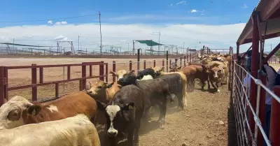 Cierre de la frontera a exportaci�n de ganado mexicano/ gusano barrenador