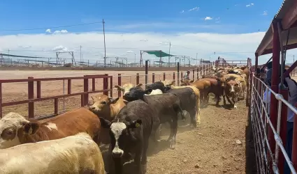 ganado mexicano/ gusano barrenador