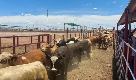 Cierre de la frontera a exportaci�n de ganado mexicano/ gusano barrenador