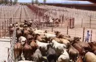 Por estatus sanitario deber�a permitirse a Sonora la exportaci�n de ganado: gobernador