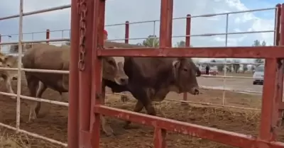 Ganado