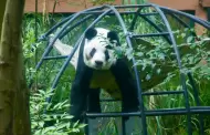 Zool�gico de Chapultepec anuncia festejo por los 36 a�os de Xin Xin