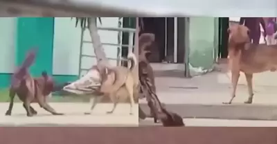 Asalto a perro