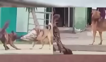Asalto a perro