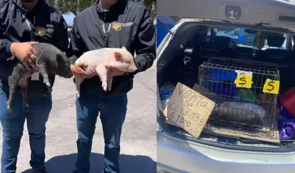 Venta de cerdos