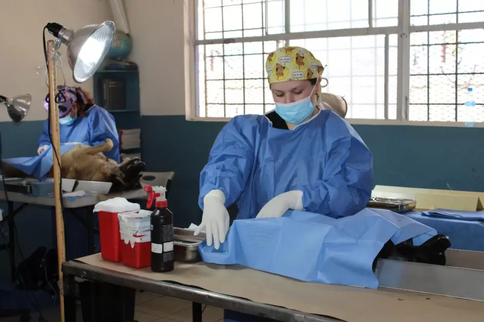 Campa�a gratuita de esterilizaci�n en El Ni�o
