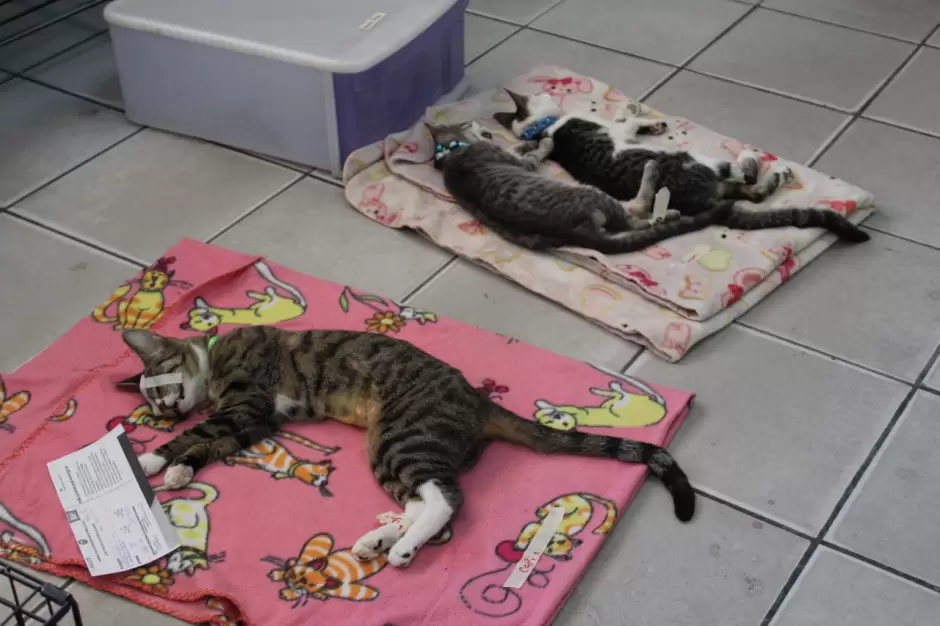 Campa�a gratuita de esterilizaci�n en El Ni�o