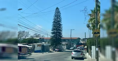 �rboles urbanos