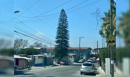 �rboles urbanos