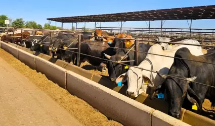 Vacas