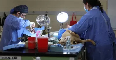 Mega Jornada de Esterilizaci�n Canina y Felina