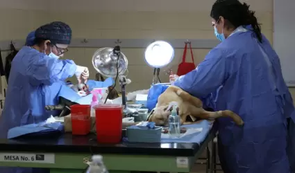 Mega Jornada de Esterilizaci�n Canina y Felina