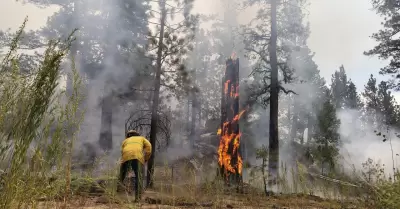 Combate de incendio forestal en San Pedro M�rtir