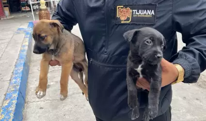 Se rescat� dos cachorros que eran ofrecidos a la venta de manera ilegal