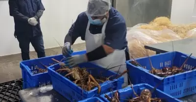 Langosta
