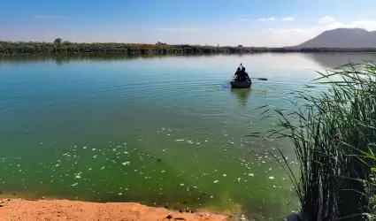 Arenitas