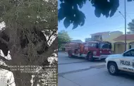 Alertan por avistamiento de un oso en colonia de Agua Prieta