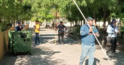 Poda de �rboles de naranja en la Plaza Zaragoza