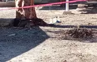 Bombas molotov iban dirigidas a un taller mec�nico